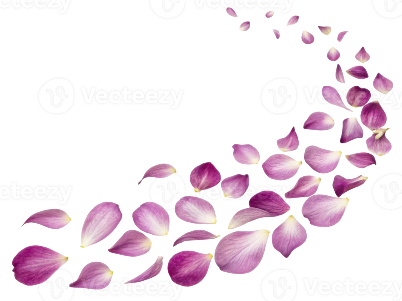 Delicate hellebore petals gracefully scatter, creating beautiful floral trail that evokes sense of tranquility and elegance png