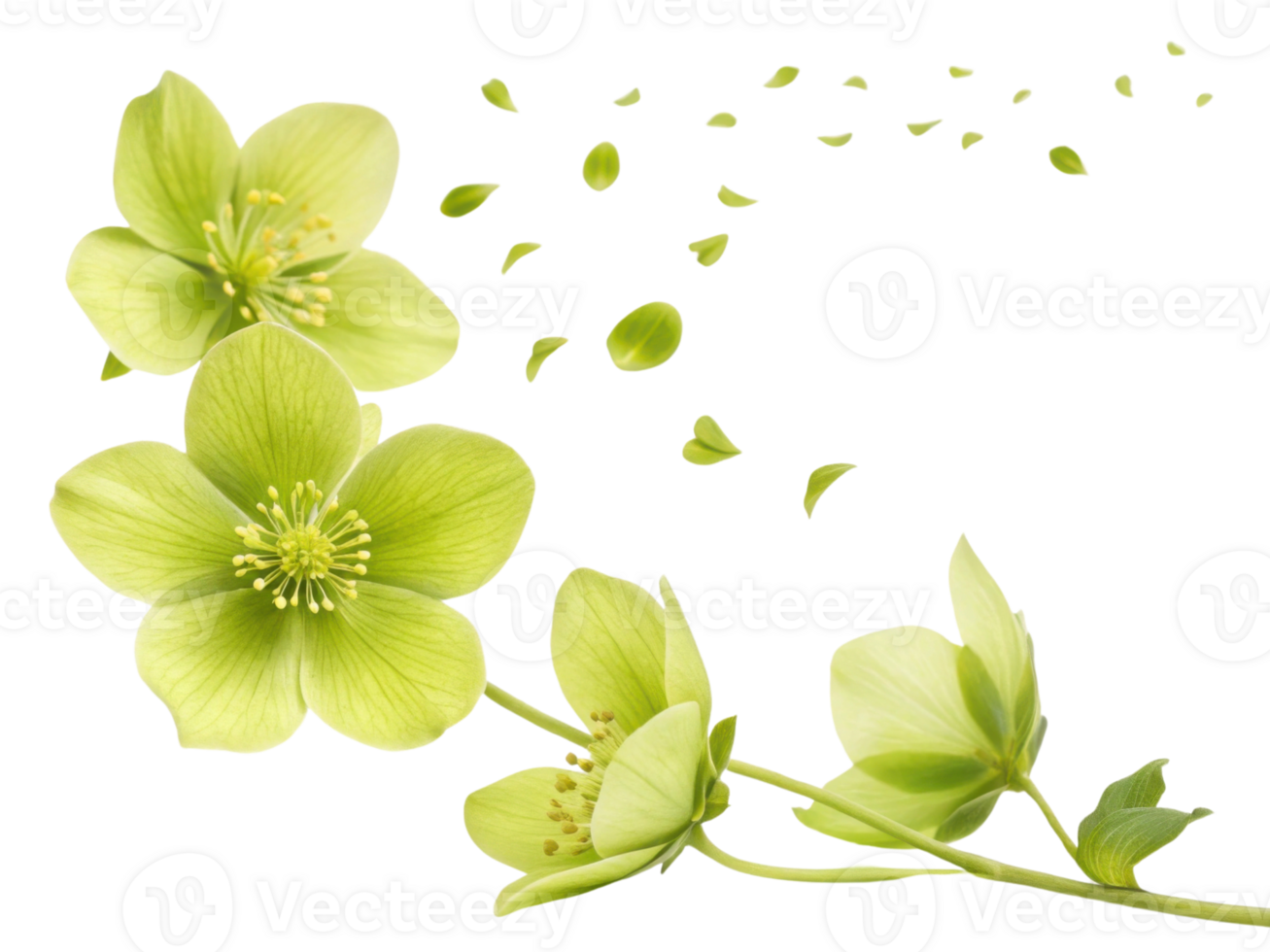 Hellebore flowers bloom gracefully, showcasing their delicate petals and vibrant green hues, creating serene and enchanting atmosphere png