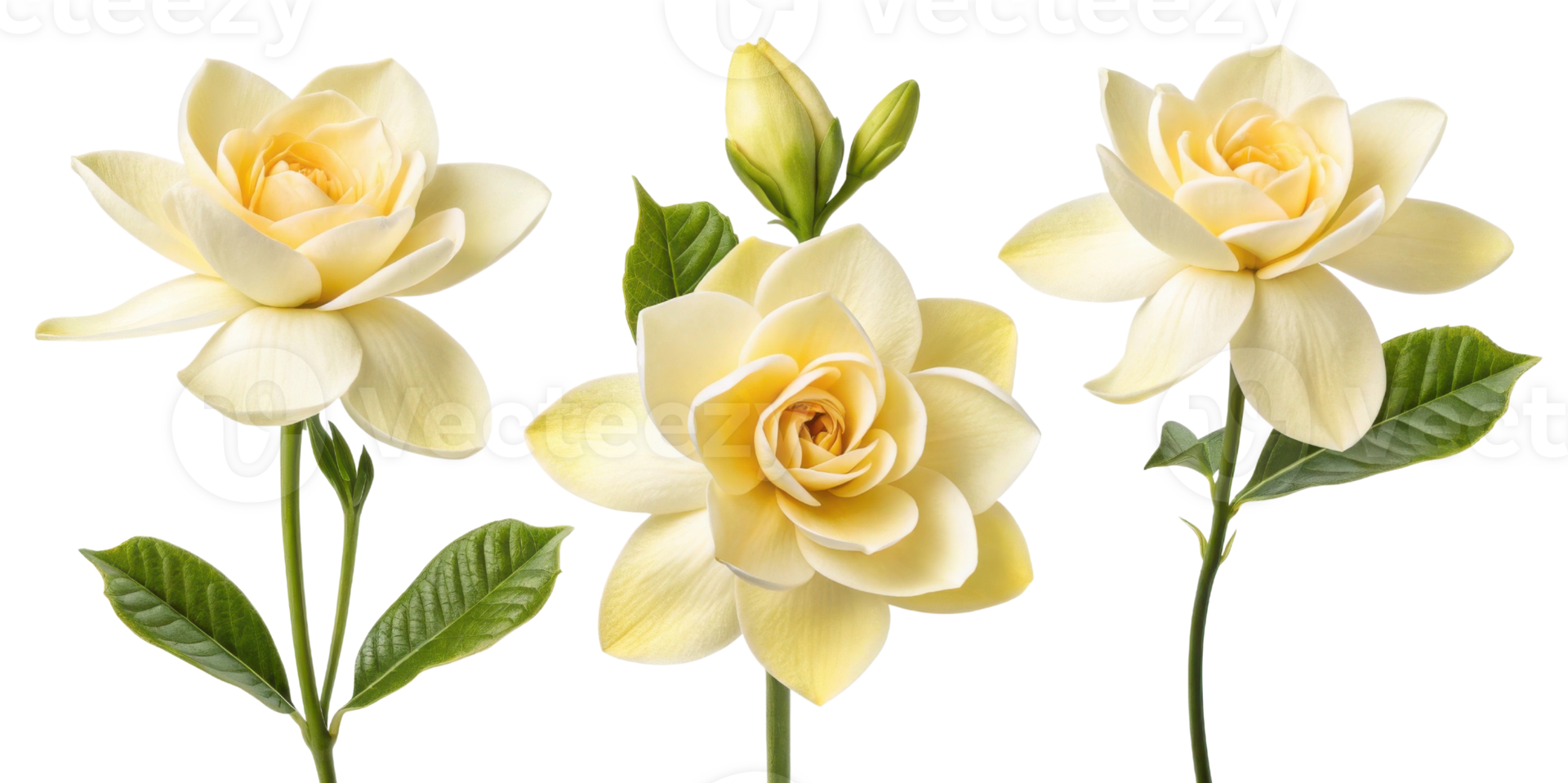 Beautiful gardenia flower blooms showcase delicate petals and vibrant green leaves creating serene atmosphere in any setting png