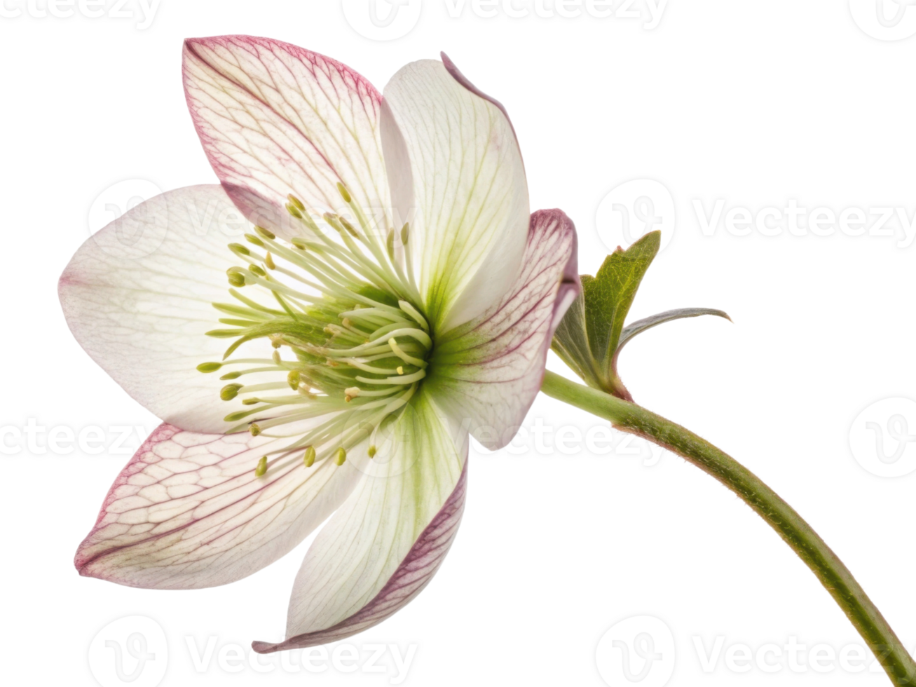 beautiful hellebore flower showcases delicate petals with intricate veining and soft green center, perfect for adding elegance to any setting png