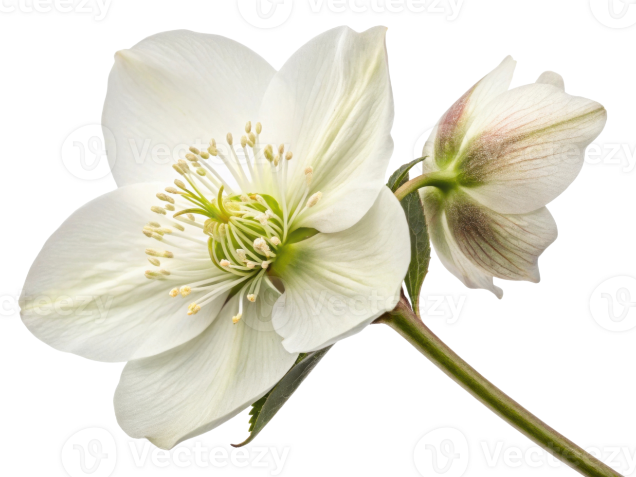 beautiful hellebore flower showcases delicate white petals and intricate green stamens, symbolizing elegance and tranquility png