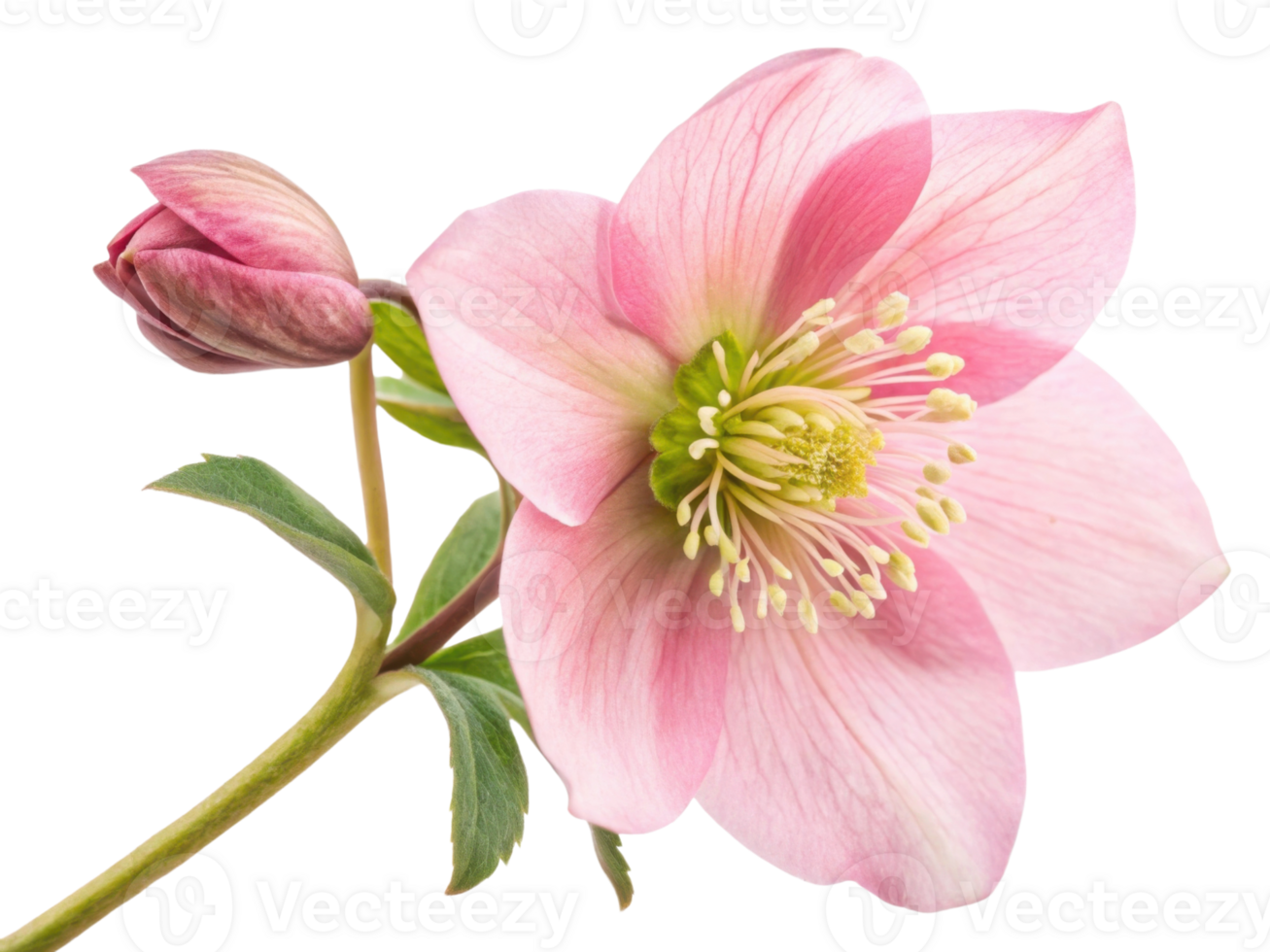 beautiful hellebore flower showcases delicate pink petals and budding flower, symbolizing elegance and grace in nature png