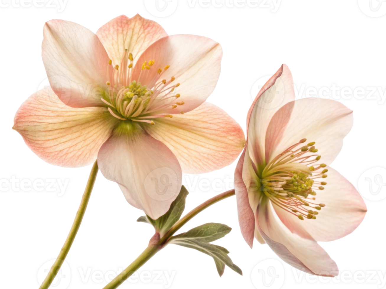 Hellebore flowers bloom gracefully with delicate petals showcasing soft pink hues and intricate details, perfect for adding elegance to any png