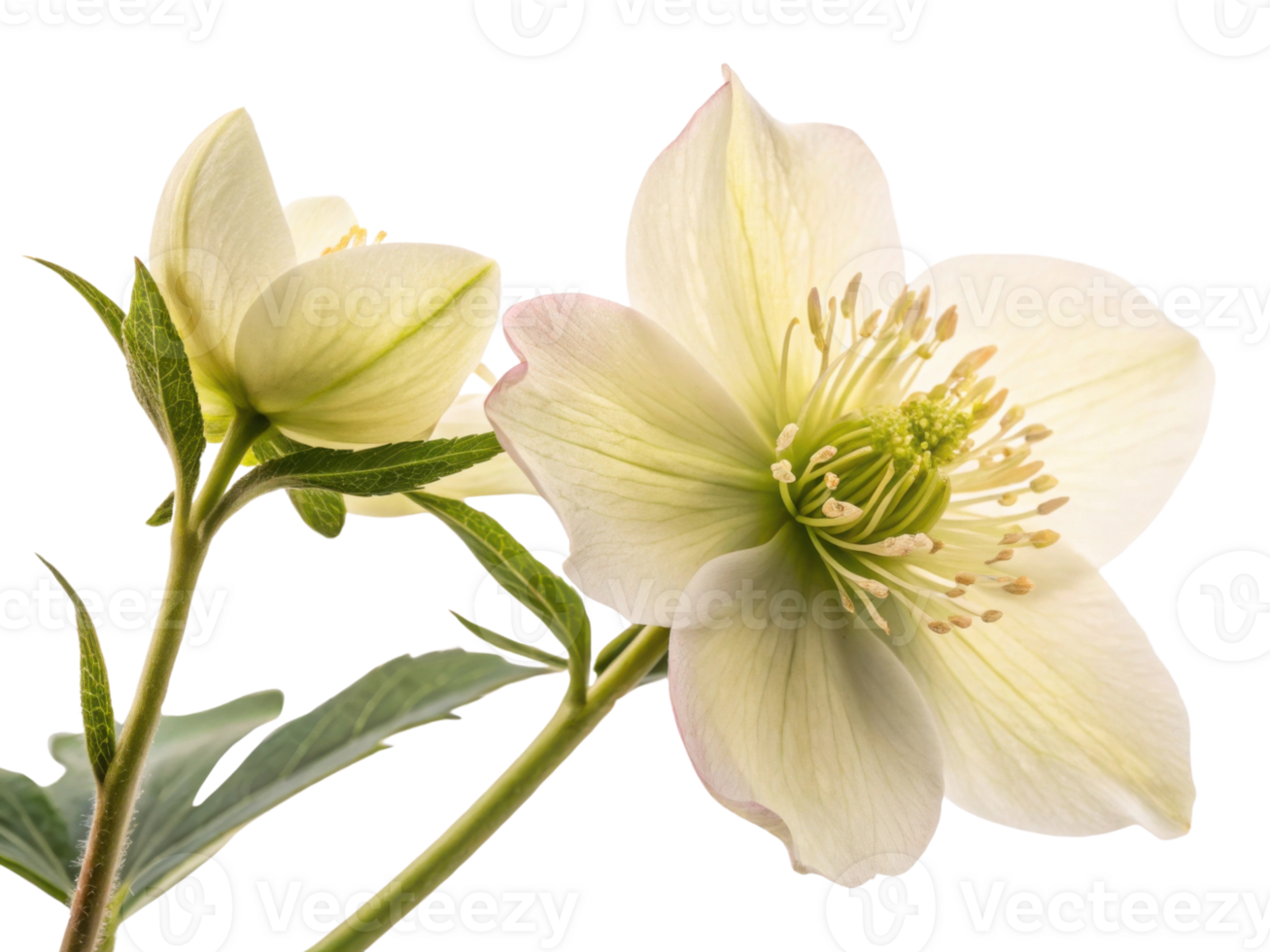 beautiful hellebore flower showcases delicate petals and vibrant green details, creating serene and elegant display of nature beauty png
