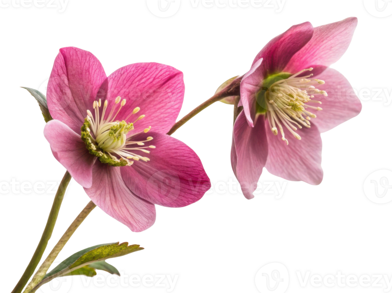Delicate hellebore flowers bloom gracefully, showcasing their vibrant pink petals and intricate details, creating serene and enchanting atmosphere png