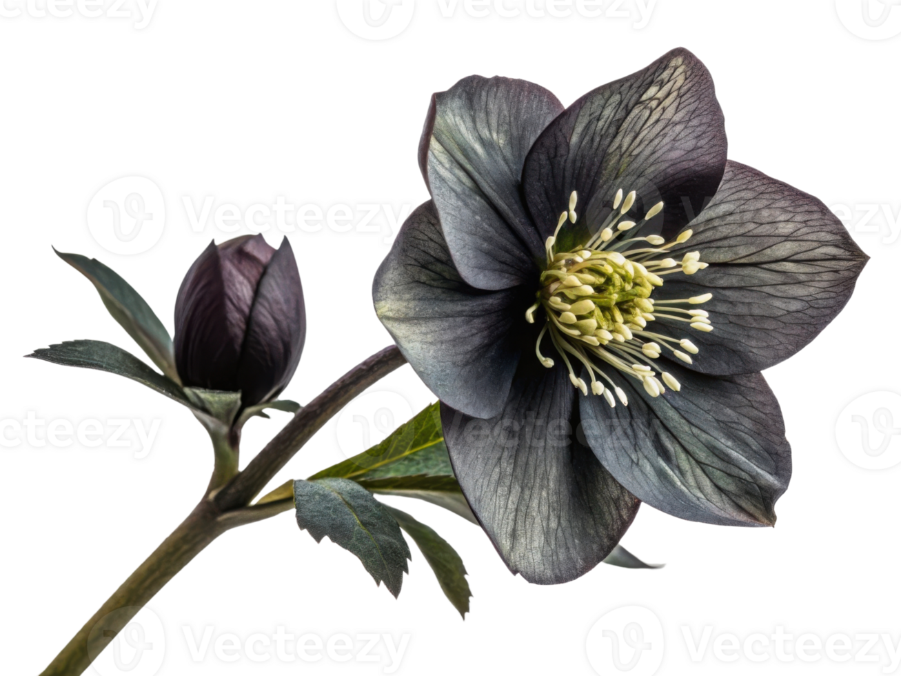 stunning hellebore flower showcases its dark petals and intricate details, symbolizing beauty and resilience in nature png