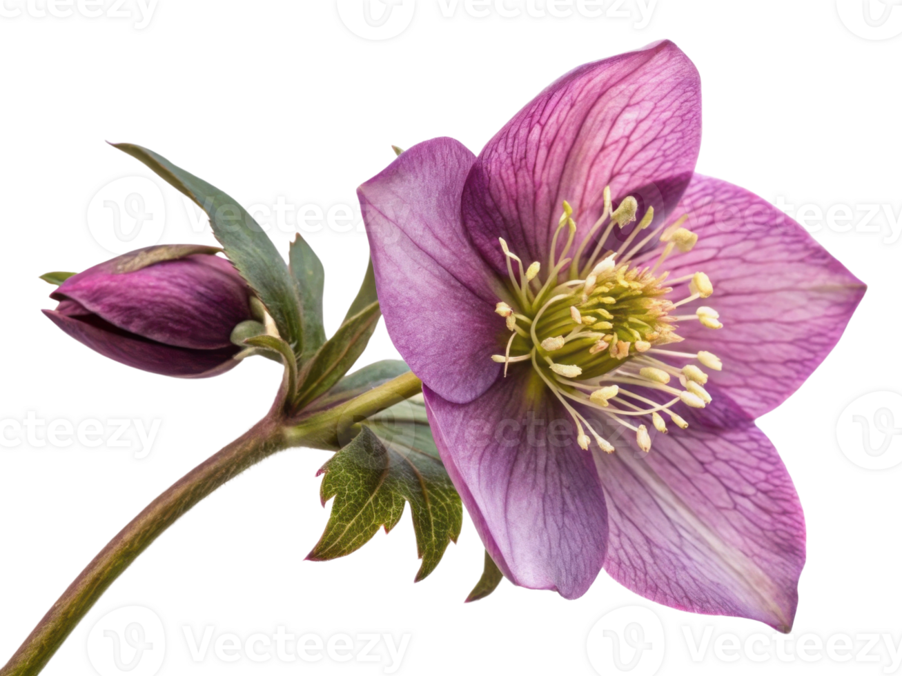 stunning hellebore flower showcases delicate petals in shades of purple, radiating beauty and elegance in nature design png