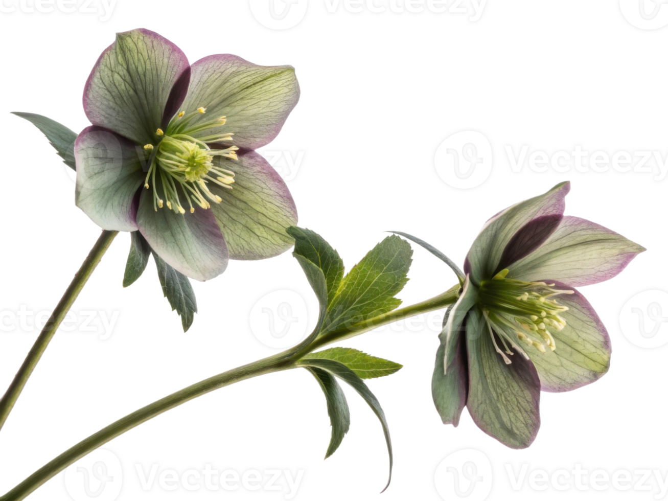 Hellebore flowers bloom gracefully, showcasing their delicate petals and vibrant colors, perfect for adding beauty to any garden or arrangement png