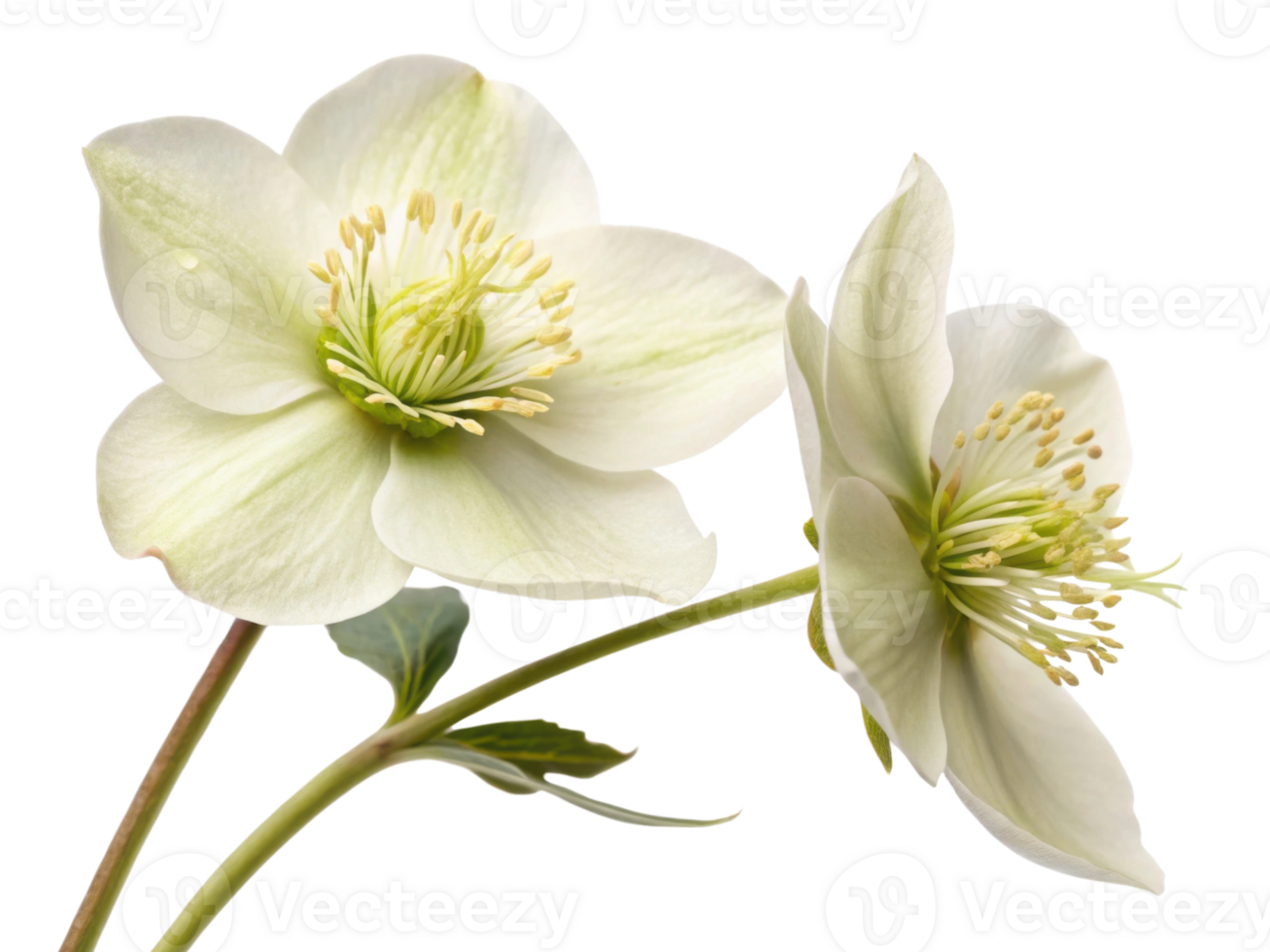 Hellebore flowers bloom gracefully with delicate petals and vibrant green centers, showcasing nature beauty in serene display png