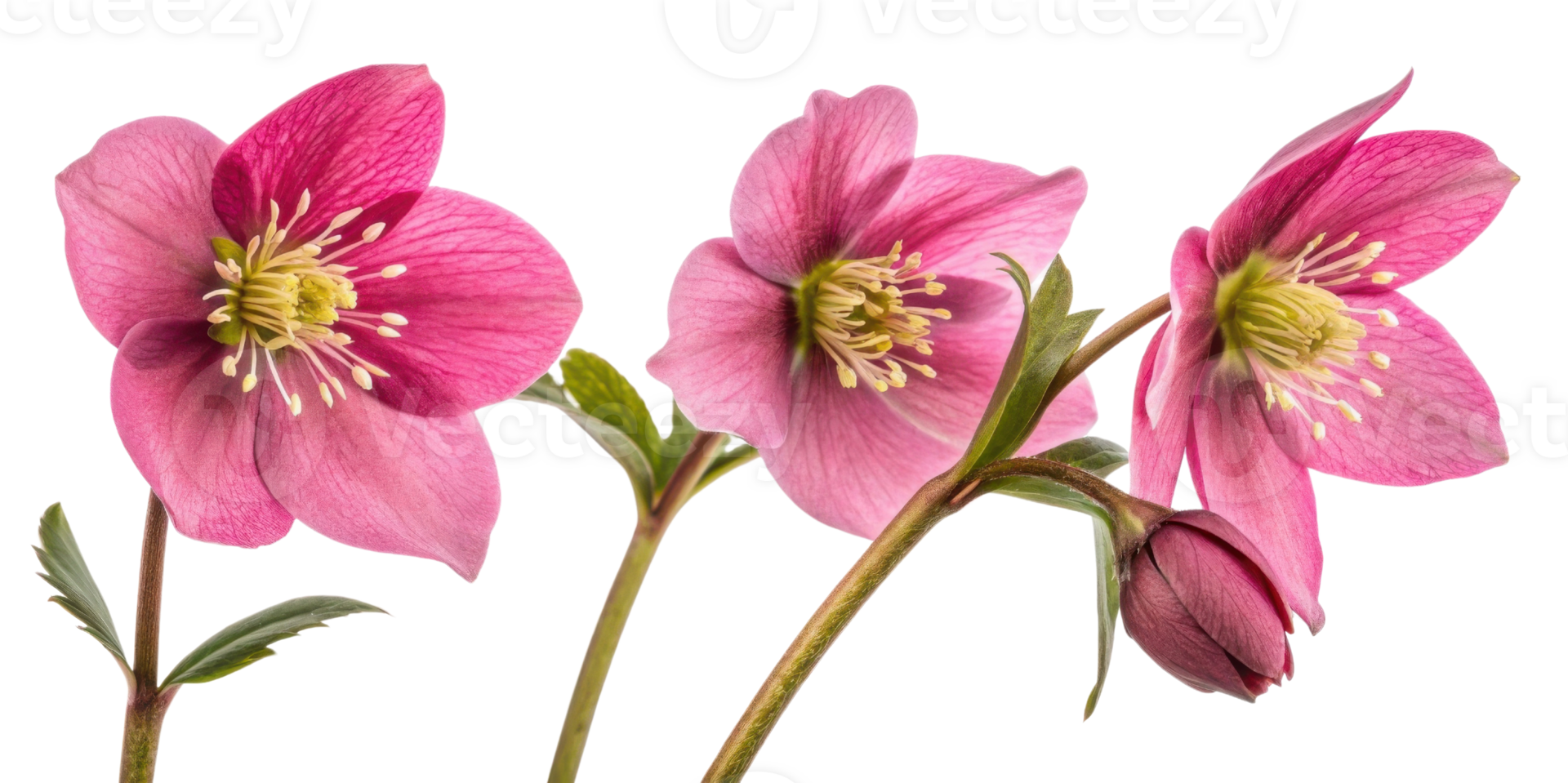Hellebore flowers bloom gracefully with their delicate pink petals and vibrant green centers, creating stunning display of nature beauty png