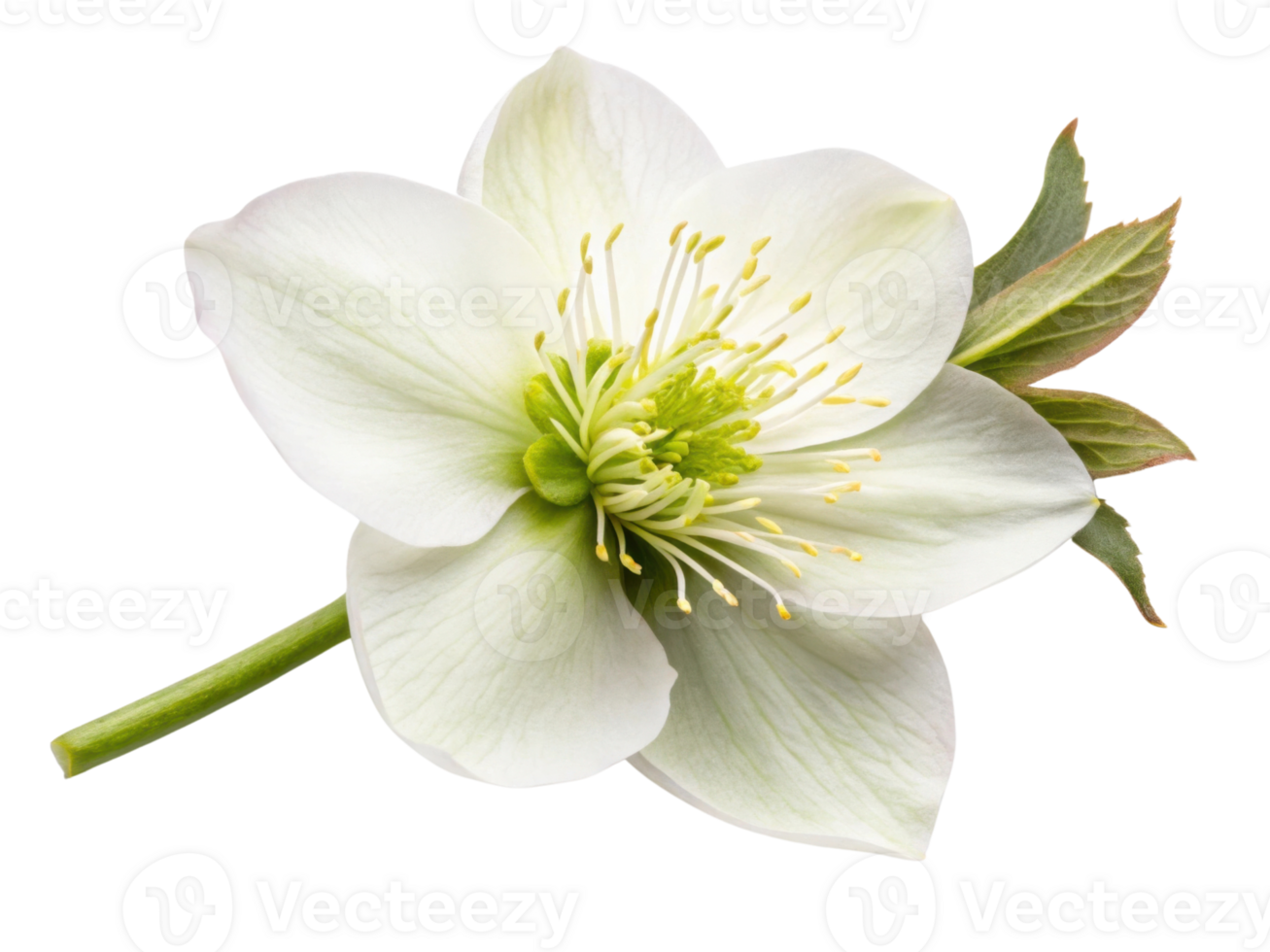 beautiful hellebore flower showcases delicate white petals and vibrant green stamens, symbolizing elegance and tranquility png