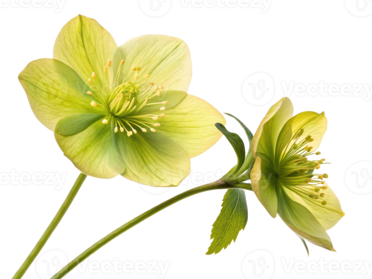 Hellebore flowers bloom gracefully with delicate petals showcasing vibrant green hues and intricate details, symbolizing beauty and resilience png