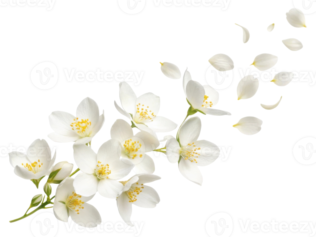 beautiful arrangement of jasmine flowers showcases their delicate white petals and vibrant yellow centers, evoking sense of tranquility png