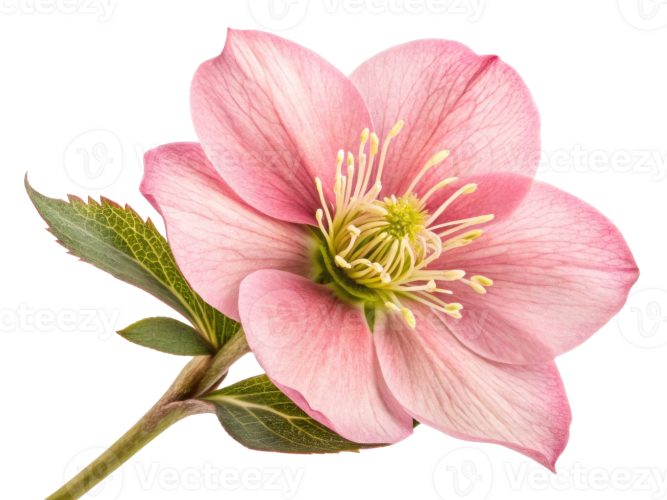 delicate hellebore flower showcases soft pink petals and vibrant green details, creating serene and beautiful display in nature png