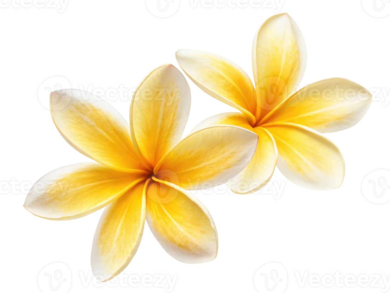 Beautiful jasmine flowers bloom with vibrant yellow petals, creating stunning visual that evokes joy and tranquility png