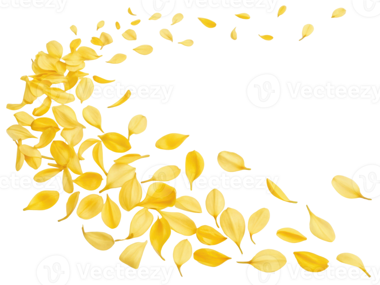 Beautiful yellow flower petals gracefully scatter, creating vibrant and lively scene that captures essence of nature beauty png