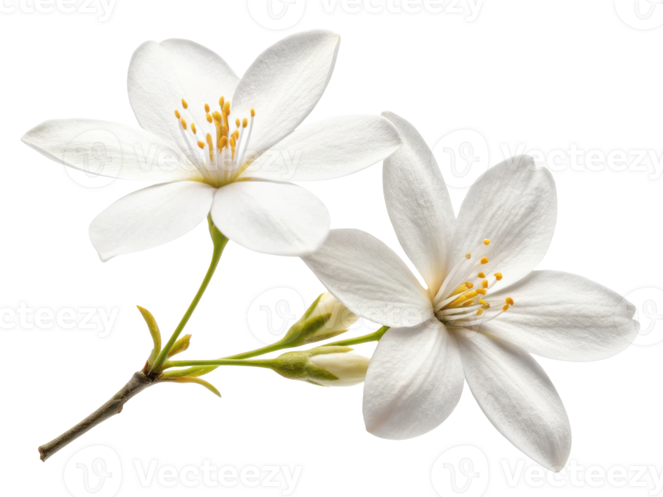 Jasmine flowers bloom beautifully with delicate petals and vibrant yellow stamens creating serene and fragrant atmosphere png
