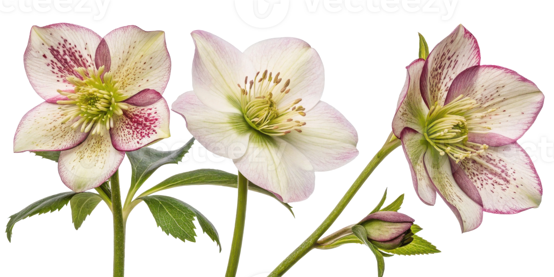 Hellebore flowers bloom gracefully with delicate petals showcasing blend of colors, creating stunning visual display in nature png