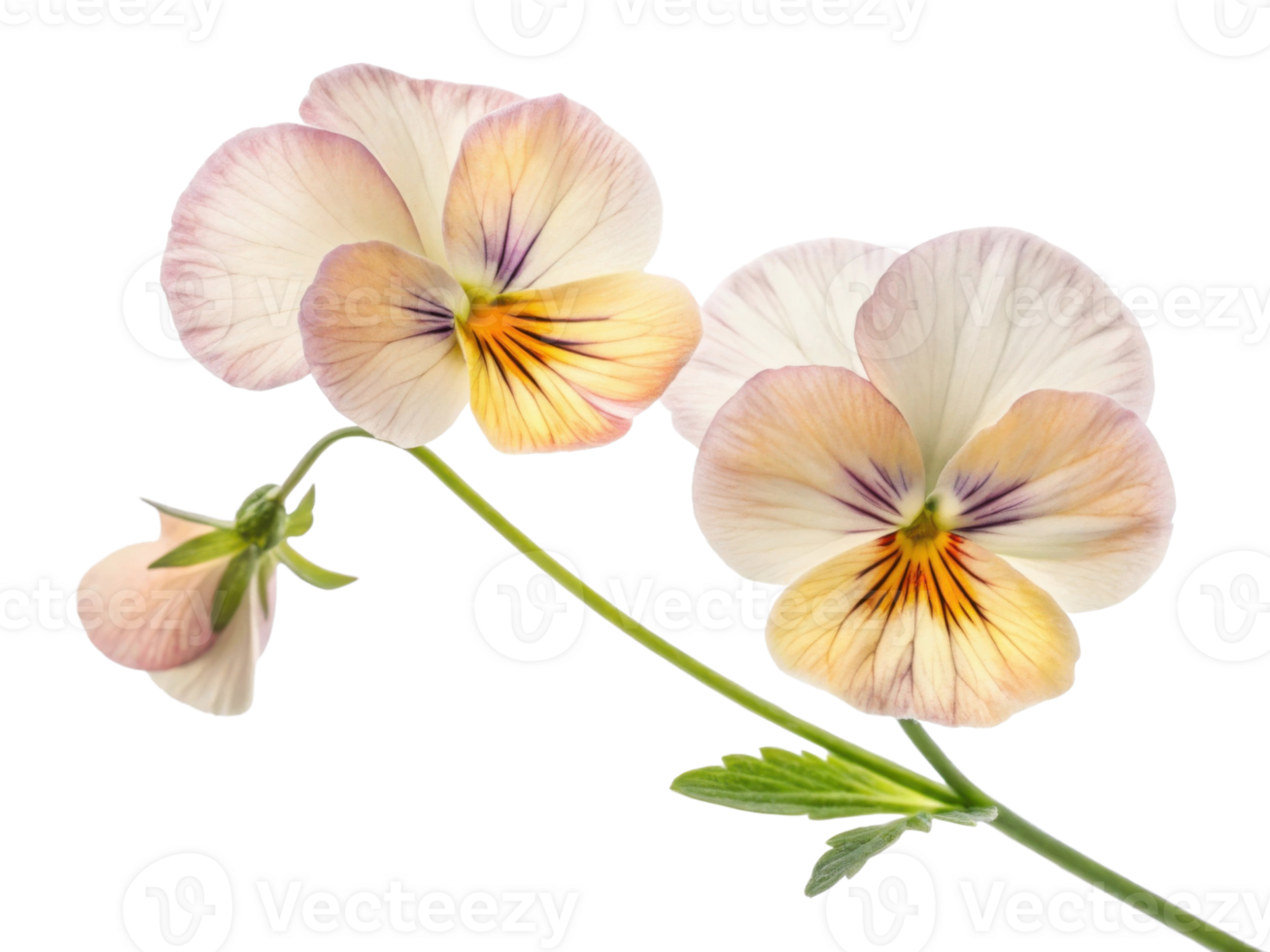 Beautiful pansy flowers bloom gracefully, showcasing delicate petals in soft hues that evoke sense of tranquility and joy png