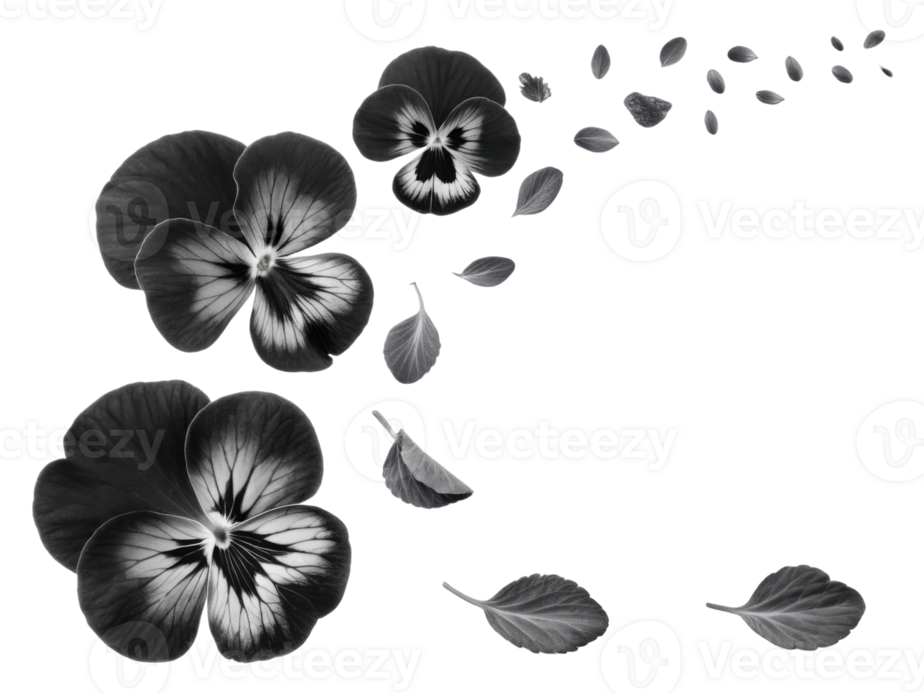 Beautiful pansy flowers gracefully scatter their petals, creating serene and artistic display of nature elegance png