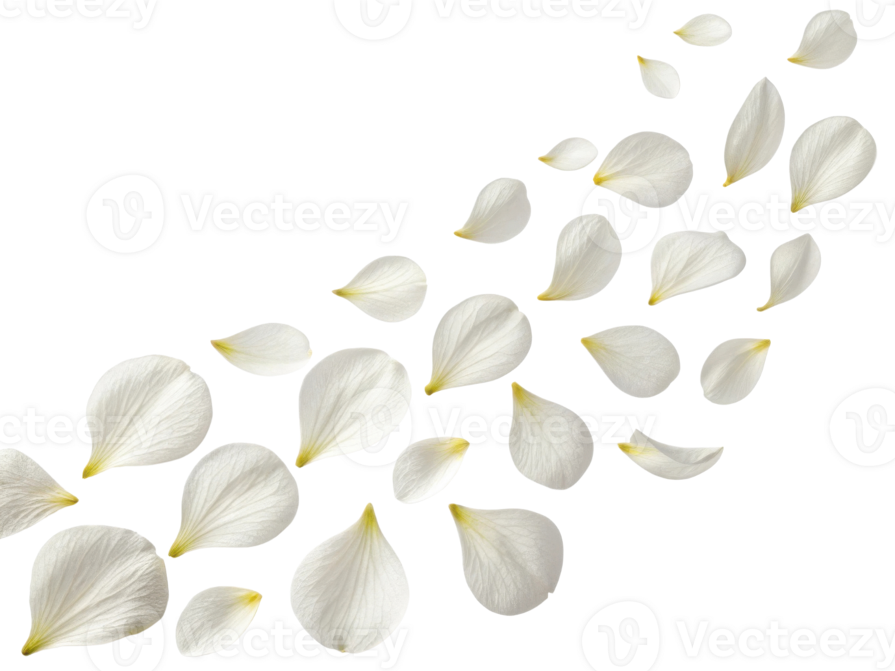 Delicate white flower petals gracefully scatter across transparency background creating serene and elegant atmosphere png