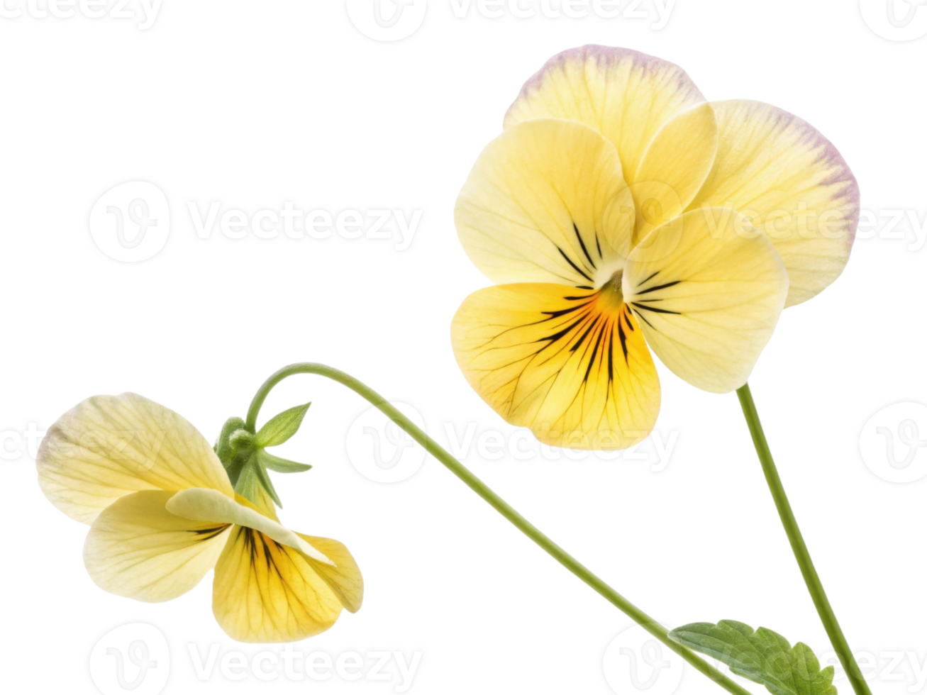 beautiful pansy flower with delicate yellow petals showcases its vibrant colors and intricate patterns, adding charm to any garden png