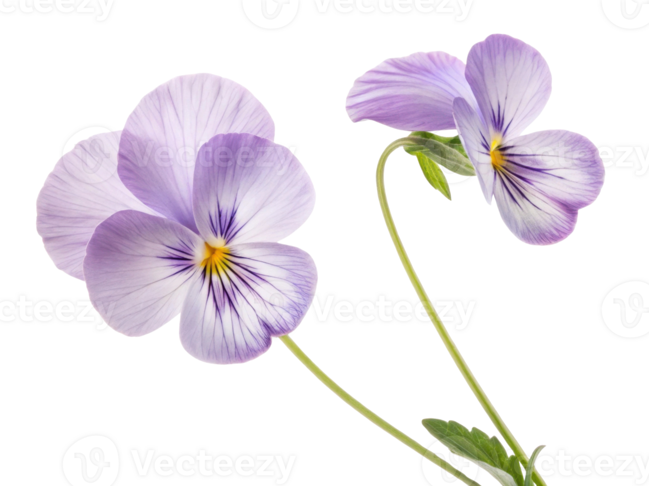 Beautiful pansy flowers bloom gracefully with delicate petals showcasing shades of purple and yellow, adding charm to any garden png