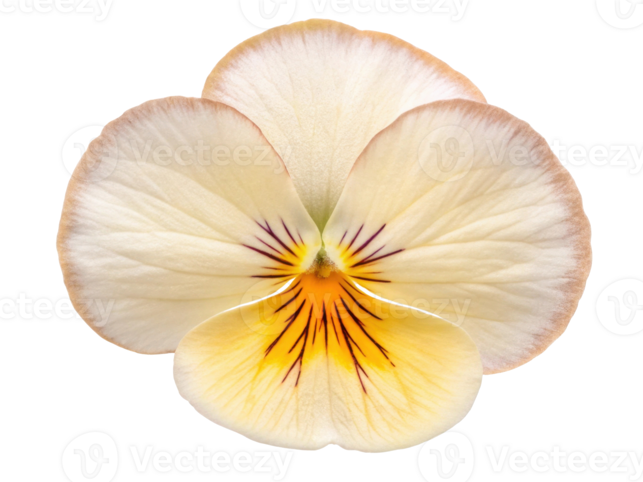 beautiful pansy flower with delicate petals showcasing soft cream and yellow hues, perfect for adding elegance to any garden or arrangement png