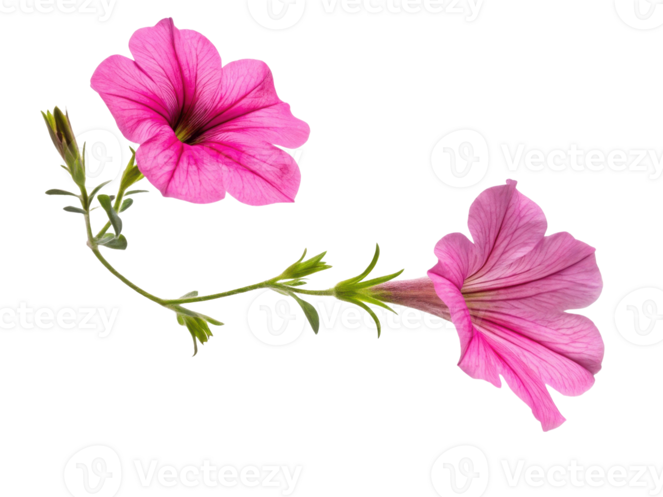 Petunia flowers bloom vibrantly showcasing their delicate petals and lush green stems creating stunning visual display png