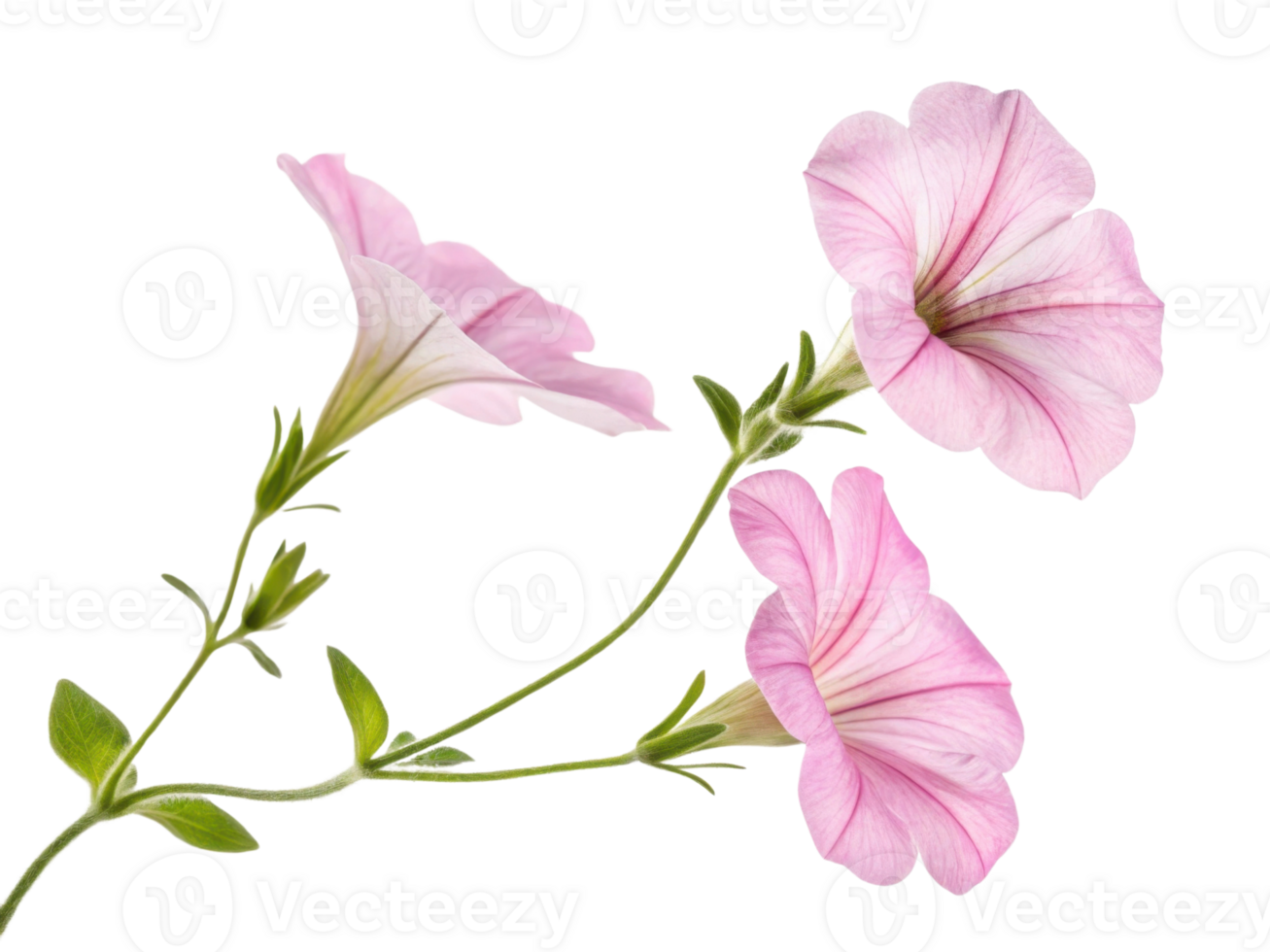 Petunia flowers bloom gracefully with delicate pink petals showcasing their beauty and charm in vibrant garden setting png
