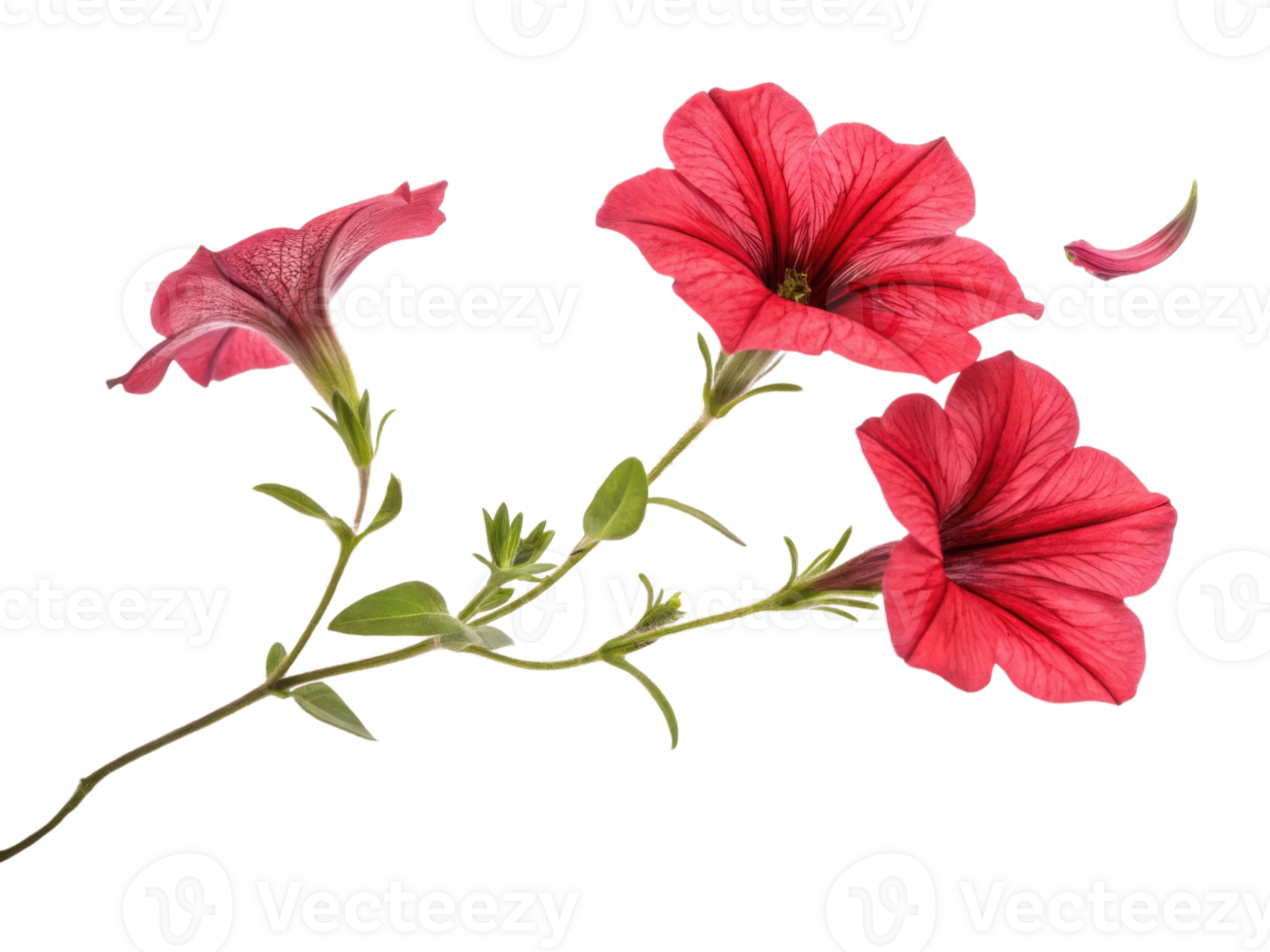 Beautiful petunia flowers bloom vibrantly showcasing their rich colors and delicate petals in stunning display of nature artistry png