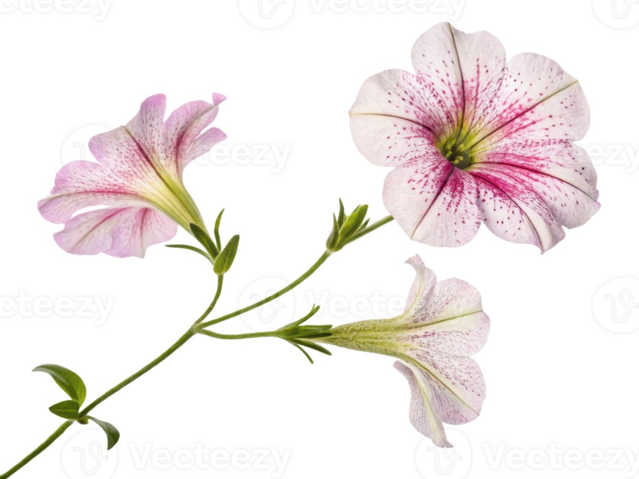 Petunia flowers bloom beautifully with delicate petals showcasing vibrant colors and intricate patterns that captivate eye png