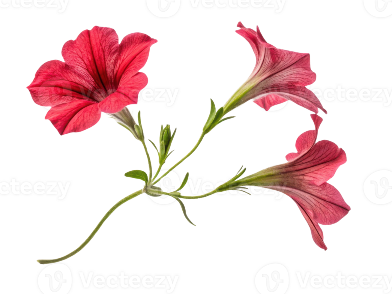 Petunia flowers bloom vibrantly showcasing their delicate petals and lush green leaves creating stunning display of nature beauty png