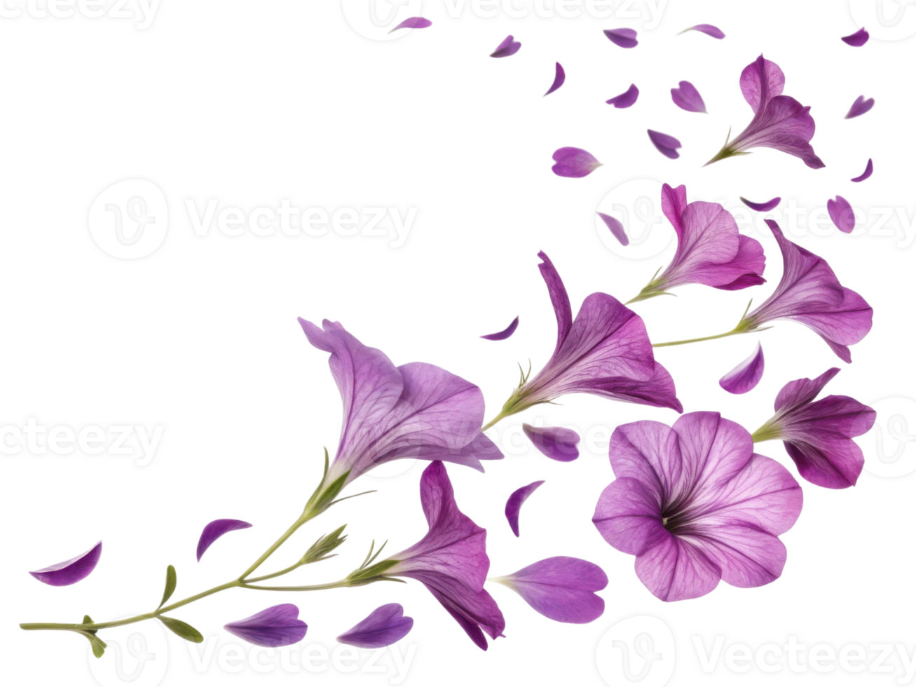 Petunia flowers bloom in vibrant shades of purple creating stunning visual display that captivates heart and soul png