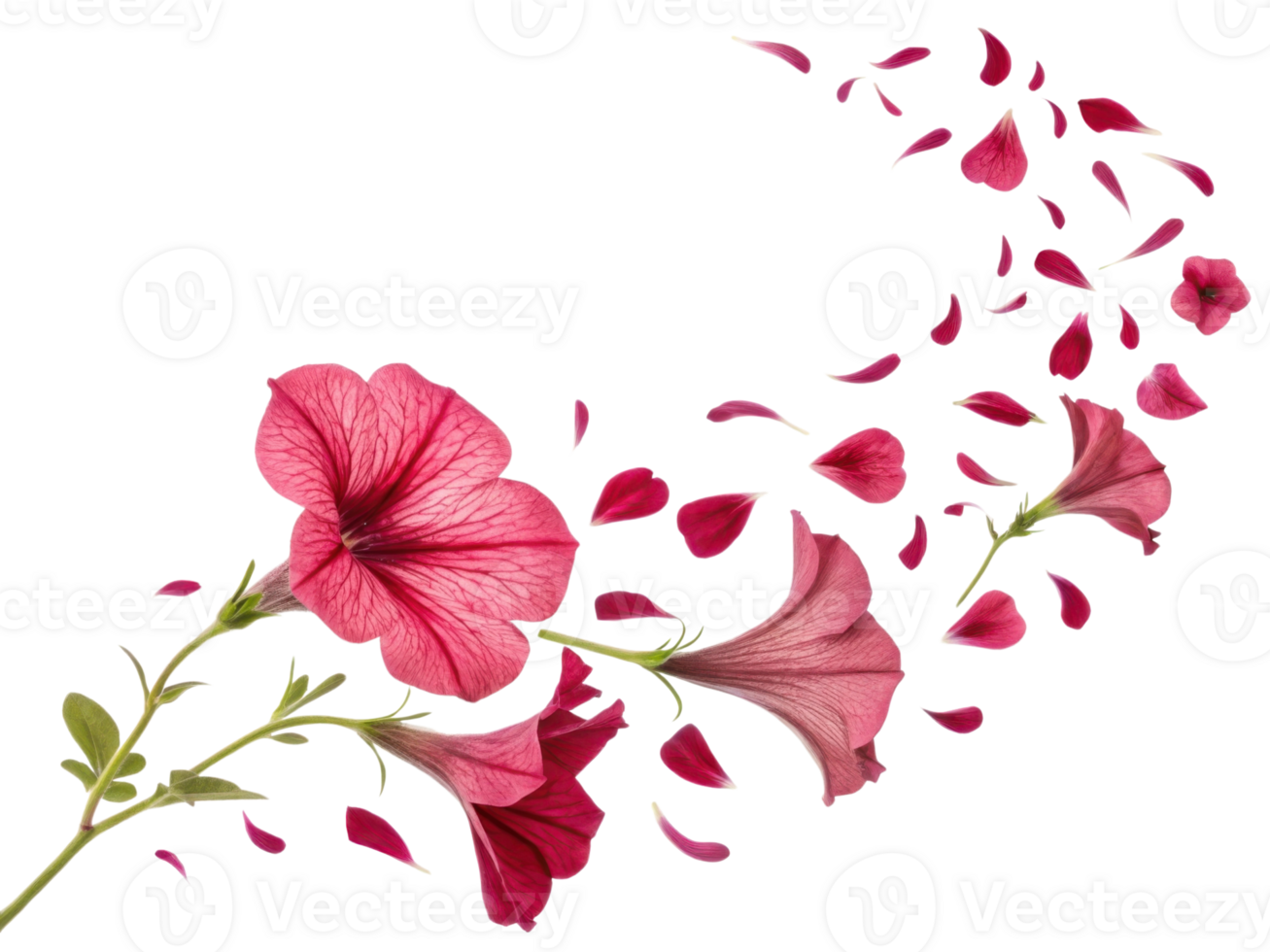Beautiful petunia flowers in vibrant pink hues gracefully release their delicate petals, creating stunning visual display of nature artistry png