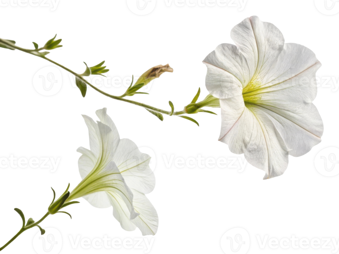 Beautiful petunia flowers bloom gracefully, showcasing their delicate petals and vibrant colors, perfect for any garden or floral arrangement png