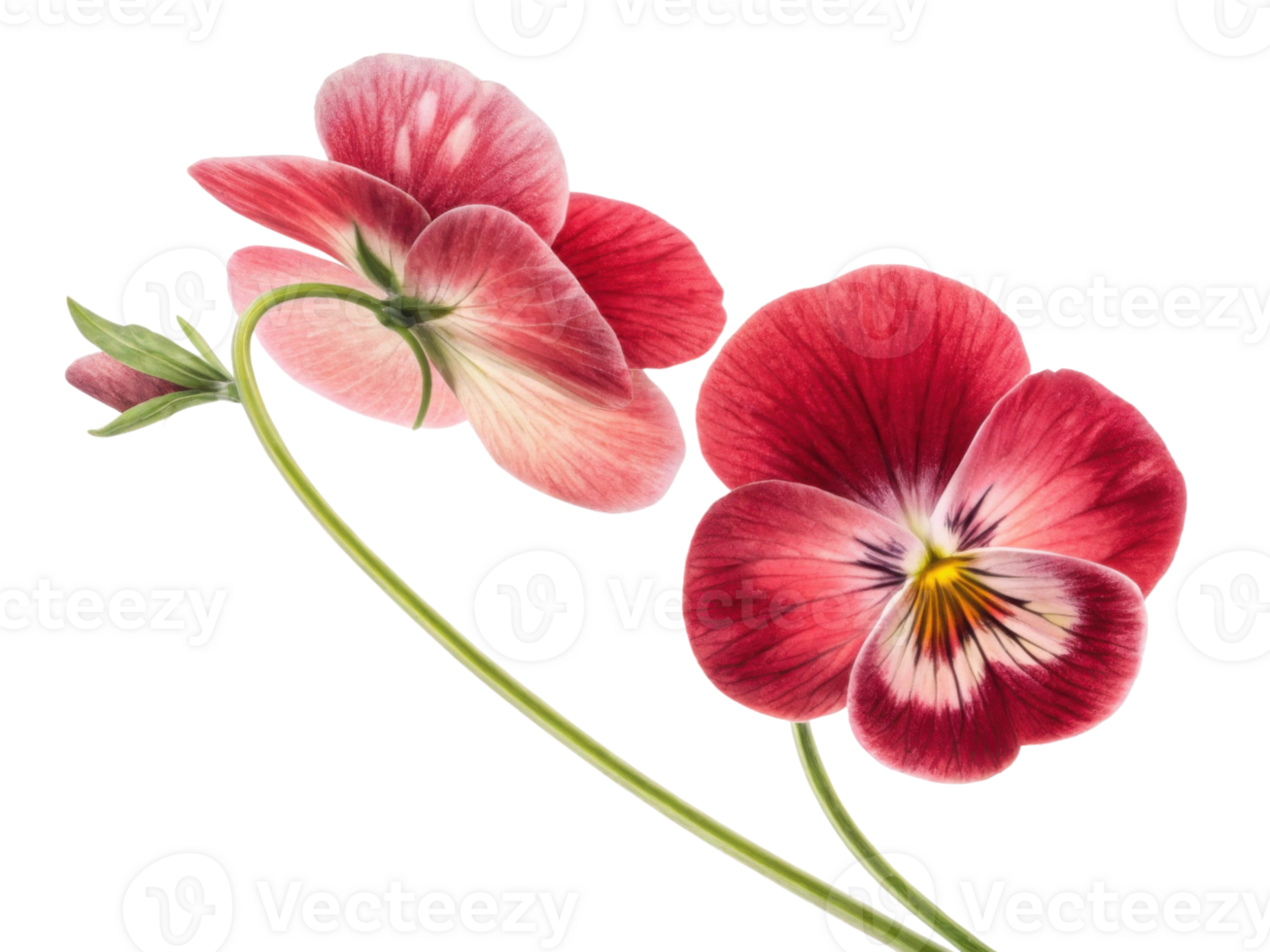 Beautiful pansy flowers bloom gracefully, showcasing vibrant colors and delicate petals that bring joy to any garden or arrangement png