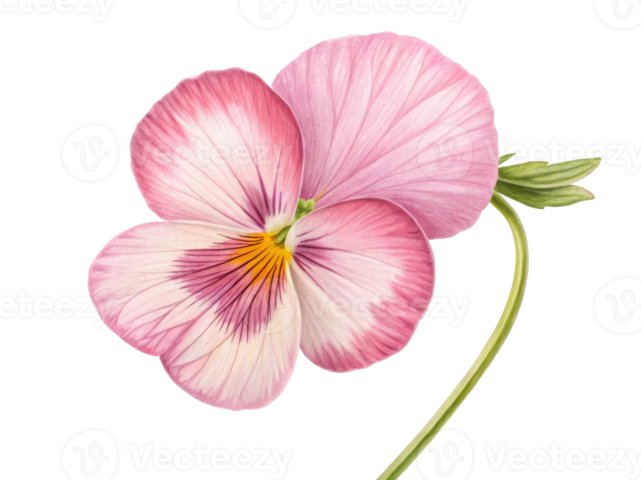 beautiful pansy flower with delicate pink petals showcases intricate patterns and vibrant colors, perfect for adding charm to any garden png