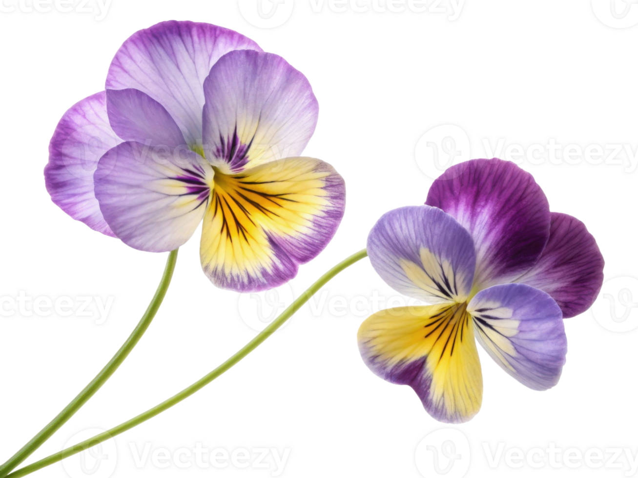 Beautiful pansy flowers with vibrant purple and yellow hues create stunning visual display in any garden or floral arrangement png