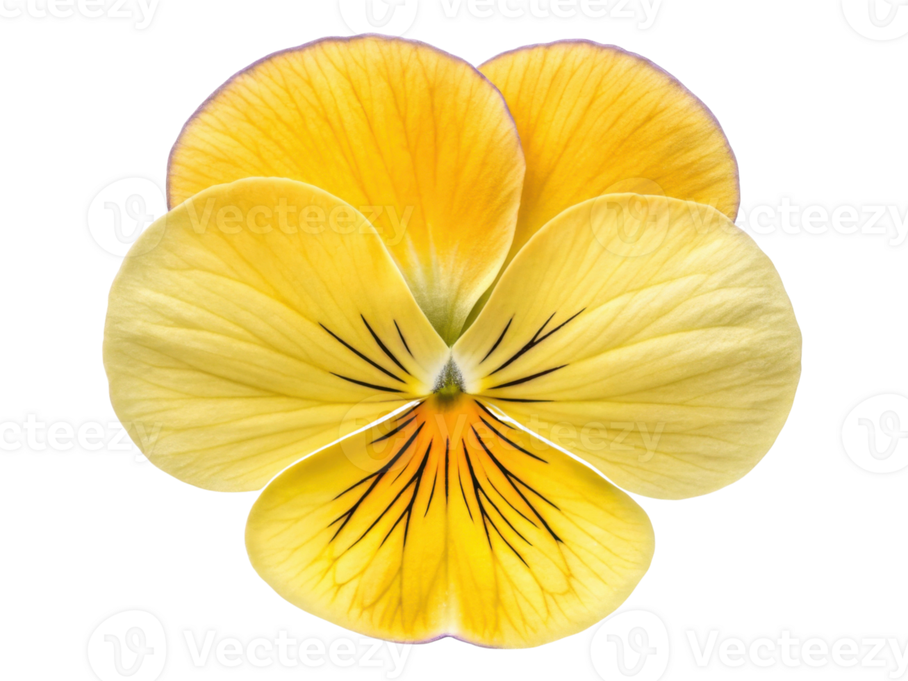vibrant pansy flower with delicate yellow petals showcases intricate patterns and cheerful appearance, perfect for brightening any garden png