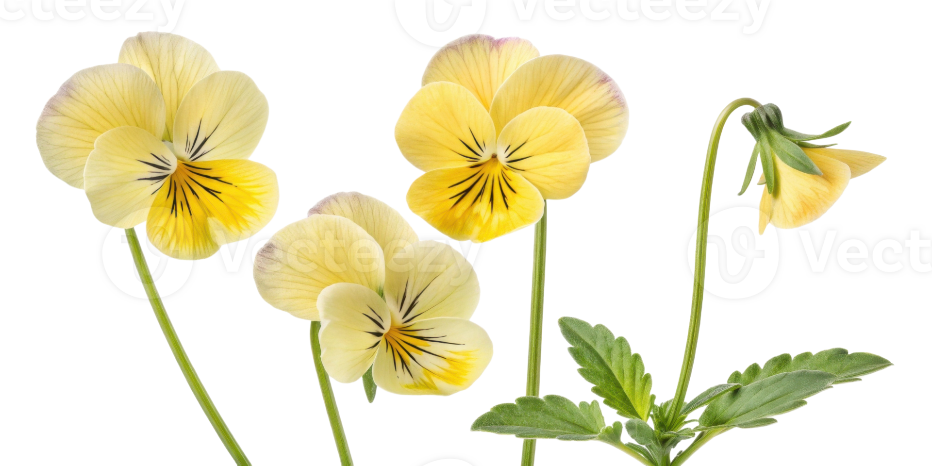 Beautiful pansy flowers bloom in vibrant yellow hues showcasing delicate petals and intricate patterns that bring joy to any garden png