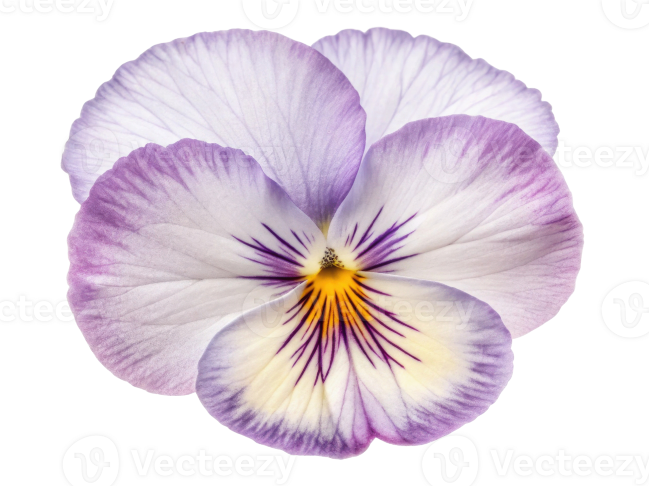beautiful pansy flower with delicate purple and white petals showcases its vibrant colors and intricate patterns, perfect for any garden png