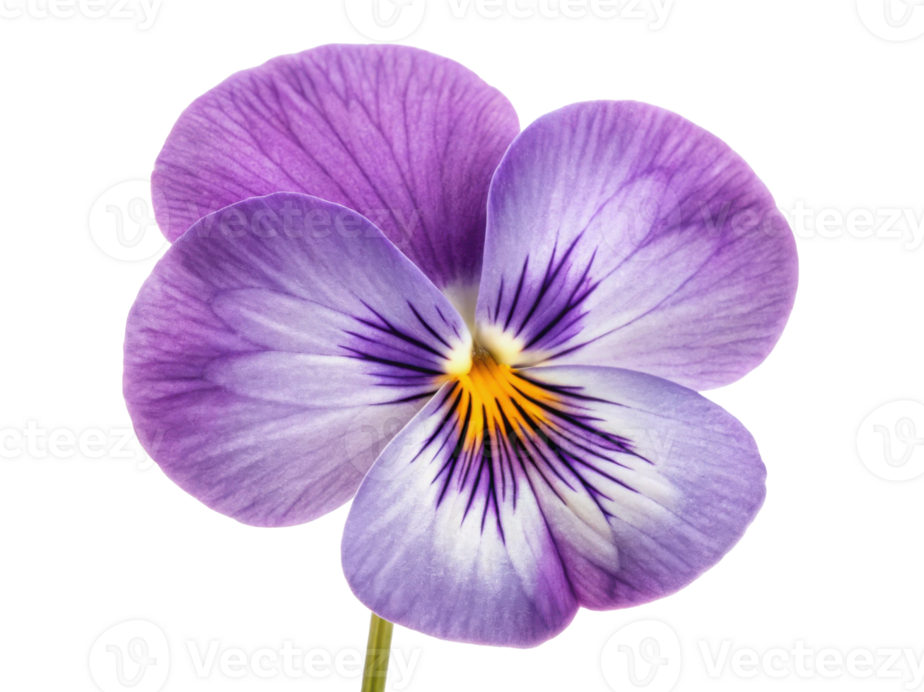 beautiful pansy flower with vibrant purple petals showcases delicate patterns and bright yellow center, adding charm to any garden png