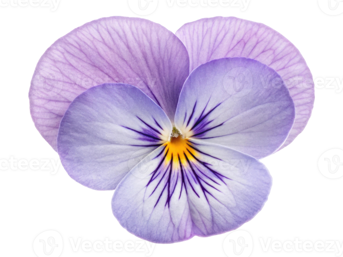 beautiful pansy flower with delicate purple petals and striking yellow and white details showcases nature elegance and charm png