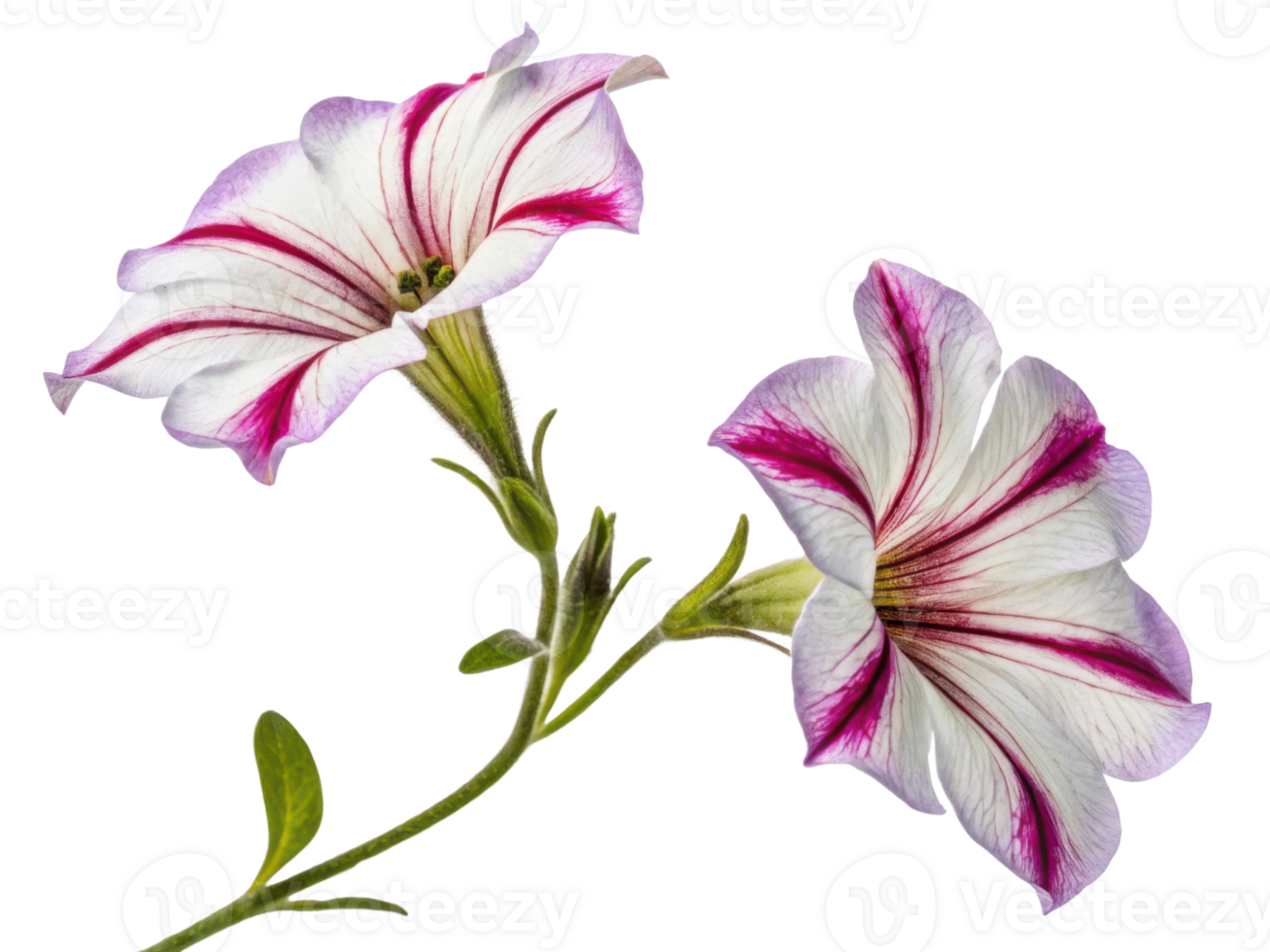 Beautiful petunia flowers bloom with vibrant colors and delicate petals, showcasing nature artistry in every detail png