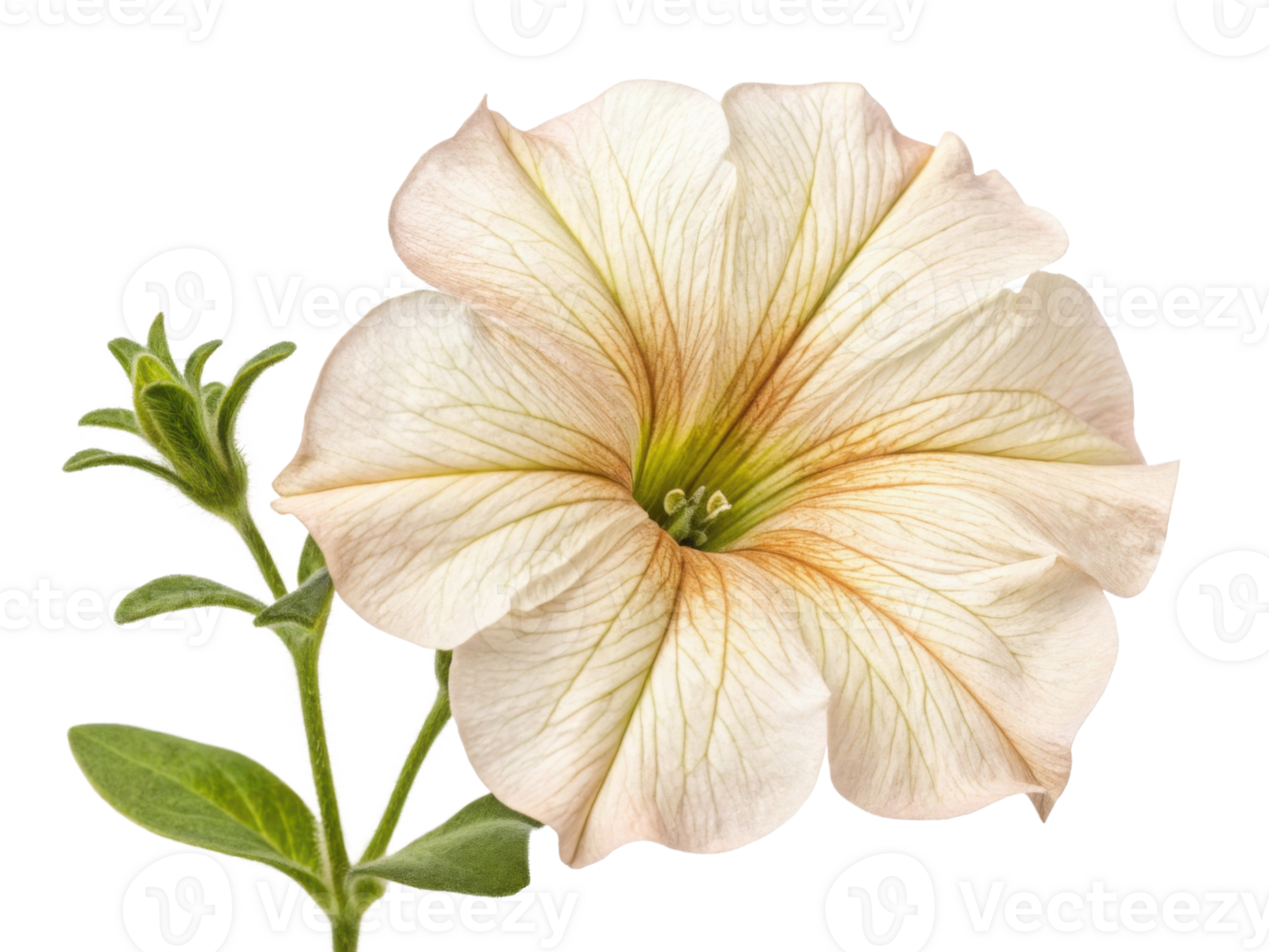 delicate petunia flower showcases its intricate petals and soft colors, embodying beauty of nature artistry png