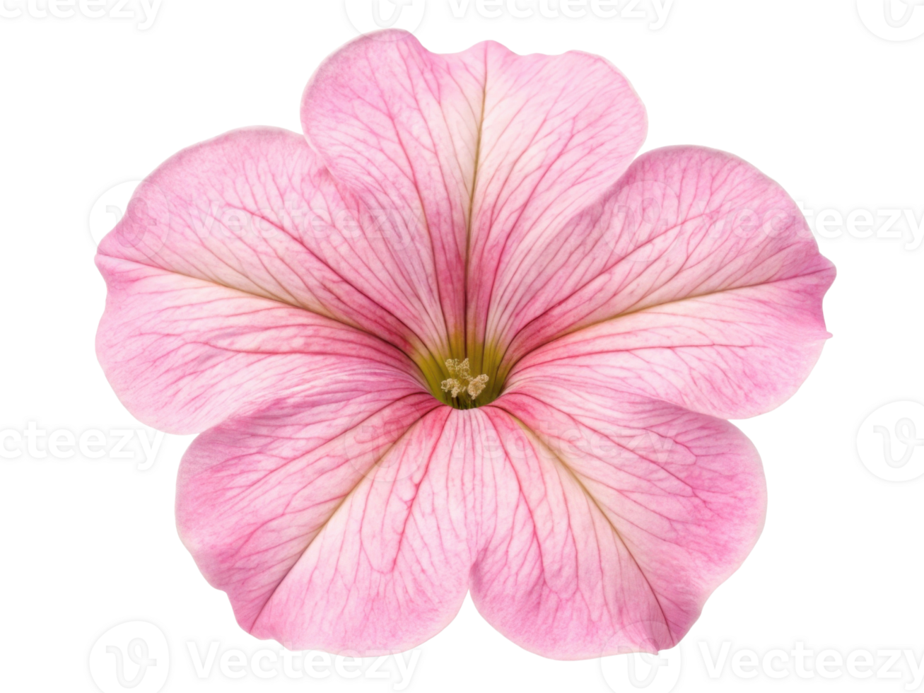 beautiful petunia flower with delicate pink petals showcases intricate veining and vibrant center, perfect for adding charm to any garden png