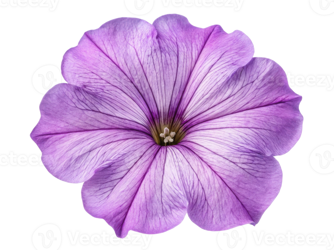 vibrant petunia flower showcases delicate purple petals with intricate veining, radiating beauty and charm in any garden setting png