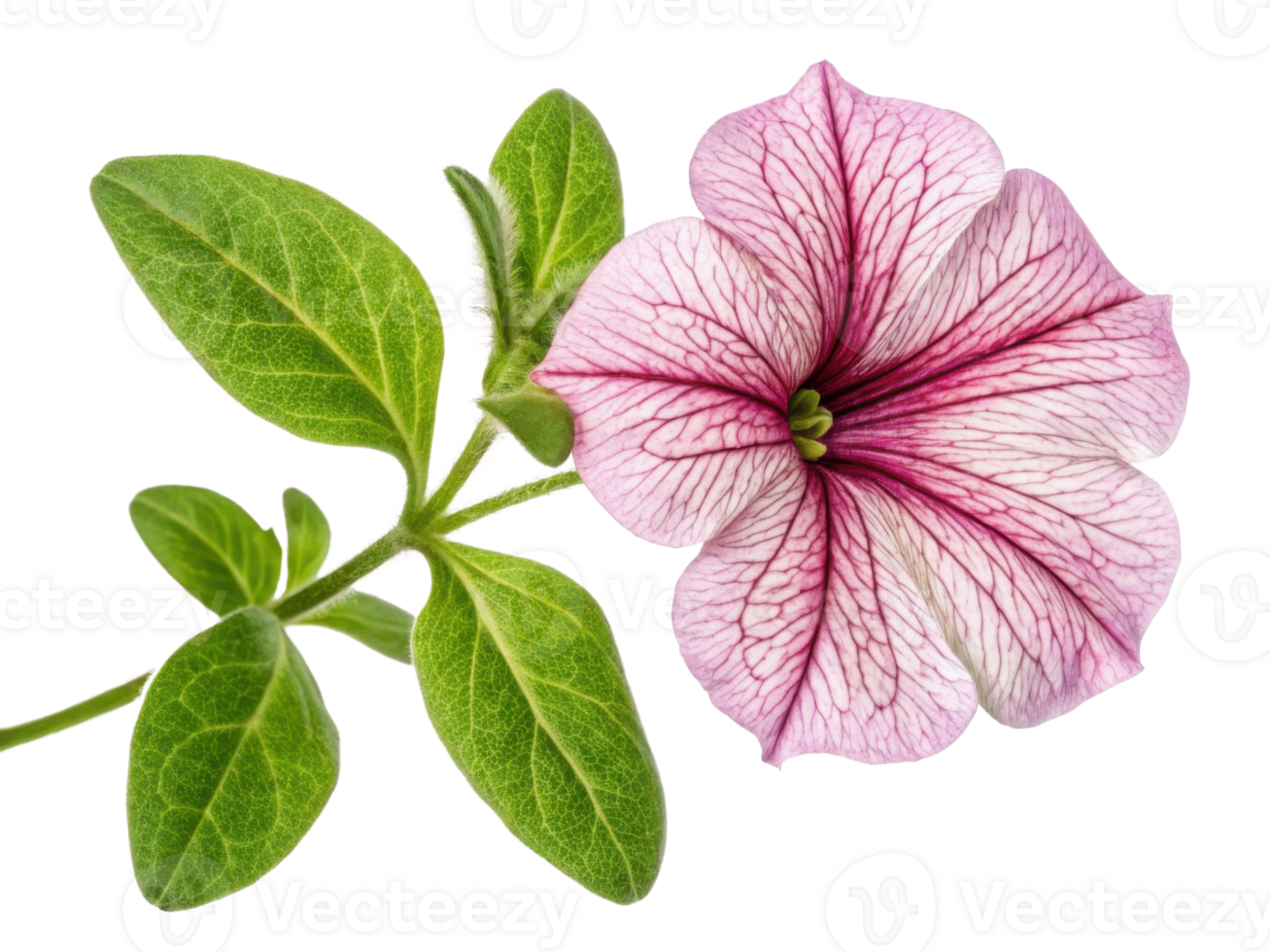 Petunia flower showcases delicate pink petals with striking veins and vibrant green leaves, adding beauty to any garden or arrangement png