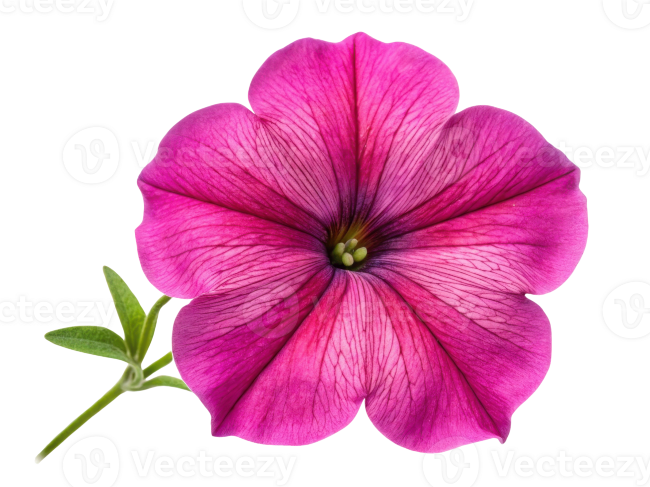 vibrant petunia flower showcases stunning pink hues and intricate veining, making it perfect addition to any garden or floral arrangement png